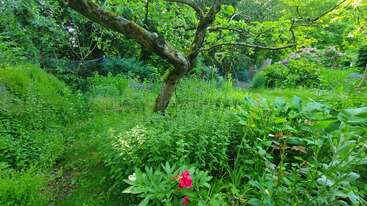A lush, vibrant garden filled with green plants, tall grasses, and blooming flowers. An old, twisted tree stands prominently, creating a peaceful, shady retreat.
