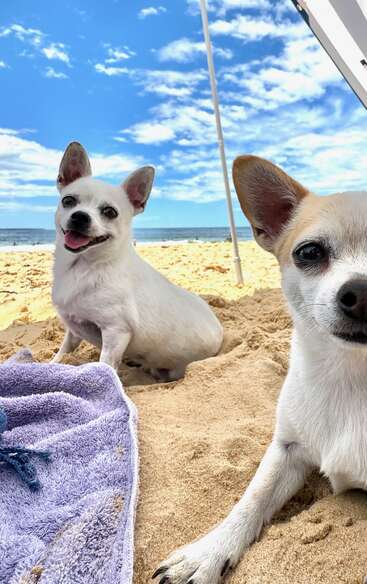 Two small dogs relax on a sandy beach under a blue sky. One smiles at the camera, while the other lays on a purple towel.
