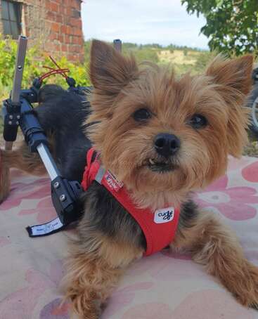A small, fluffy dog with brown fur wears a red harness and uses a wheelchair for its hind legs, relaxing outdoors on a pink patterned blanket.