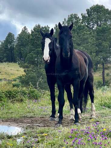 Two majestic black horses stand together in a field of wildflowers, surrounded by pine trees under a cloudy sky, exuding calmness and natural beauty.