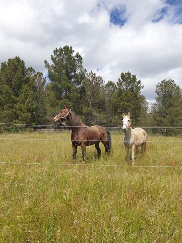 Two horses stand in a grassy field surrounded by wildflowers and pine trees, beneath a partly cloudy sky. A fence separates them from the background forest.