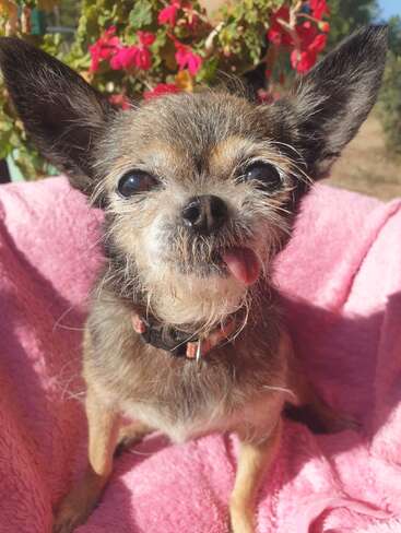 A small, elderly dog with big ears sits on a pink blanket. Its tongue hangs out, and bright flowers bloom in the background under sunlight.