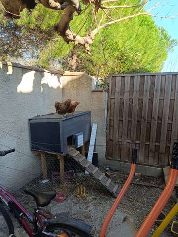Two chickens stand on top of a small elevated chicken coop inside a fenced yard. Nearby, there’s a bicycle, some garden tools, and leafy green trees.