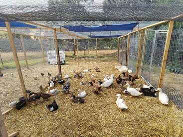 A large outdoor enclosure with many ducks and geese on straw-covered ground, surrounded by netting and wooden frames, under partial shade, in a rural setting.
