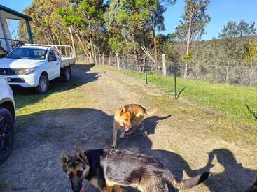 Two German Shepherd dogs walk along a sunny dirt path near a white truck, surrounded by trees, a fence, shadows, and green grass on a rural property.
