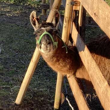 Das Bild zeigt ein braunes Lama mit einem grünen Halfter, das vor einem Holzzaun steht, begleitet von einem weißen Hahn im Hintergrund auf einem grasbewachsenen Gelände.