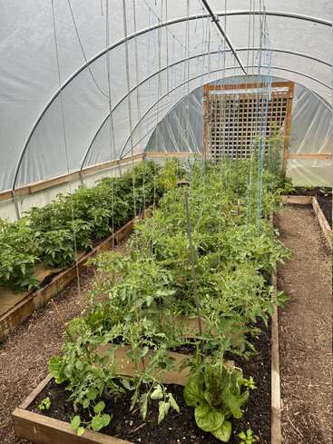 The image depicts a greenhouse with a white plastic covering, featuring raised beds filled with tomato plants and other greenery, with a trellis in the background.
