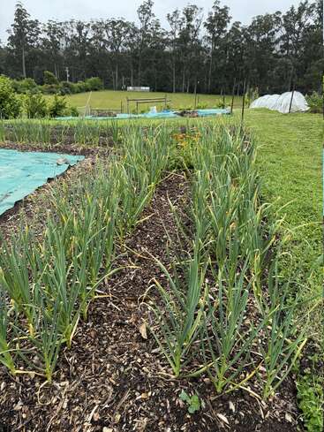 The image depicts a garden with rows of green onions growing in the foreground, surrounded by a lush landscape with trees and grass in the background.