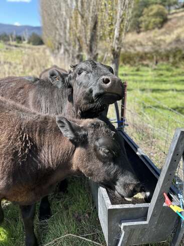 Two black cows stand near a feeder, one eating from it, with a wire fence and trees in the background on a sunny day.