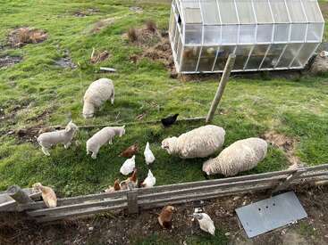 The image depicts a serene scene of sheep and chickens grazing in a grassy field, with a greenhouse visible in the background, surrounded by a wooden fence.