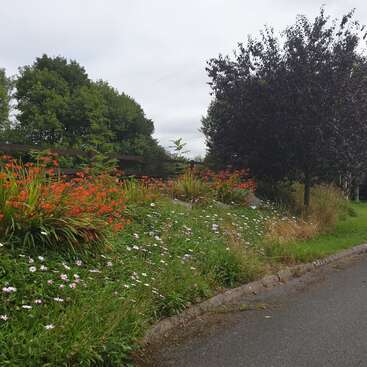 Un jardin luxuriant en bordure de route avec des fleurs orange et blanches éclatantes, de l'herbe verte, un arbre à feuilles sombres, une clôture en bois et de grands arbres sous un ciel nuageux.