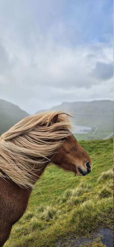 Un poney brun à la crinière luxuriante et ébouriffée se tient dans un champ verdoyant, surplombant des collines lointaines sous un ciel nuageux, créant une scène paisible et majestueuse.
