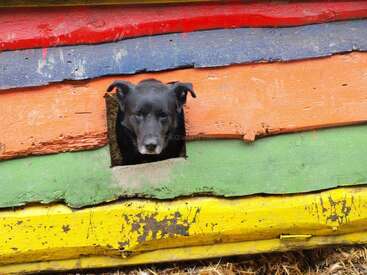 A imagem mostra um cachorro preto olhando para fora de um buraco em uma estrutura de madeira colorida, possivelmente uma casinha de cachorro ou canil.
