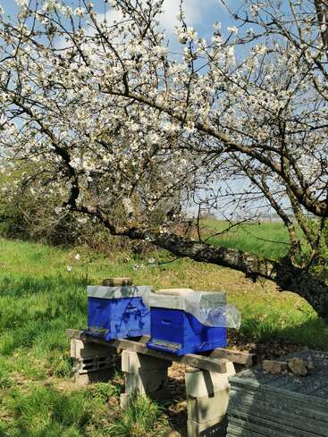 Two blue beehives sit on wooden supports beneath a blossoming tree. Bright green grass and a clear blue sky signal springtime in this peaceful rural scene.