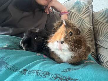 Dos adorables cobayas, una negra y otra marrón y blanca, están sentadas muy juntas en el regazo de una persona, con cojines estampados y un brazo relajado al fondo.