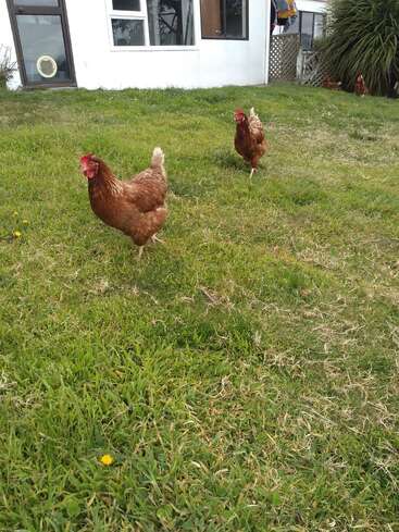 Dos gallinas marrones caminan sobre la hierba verde cerca de una casa blanca. En el fondo se ven otras gallinas. Hay algunos dientes de león esparcidos por la hierba.
