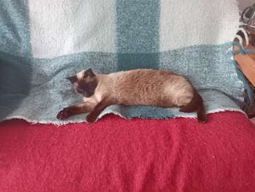Un gato siamés está cómodamente tumbado y durmiendo en un sofá cubierto con una manta a cuadros azules y verdes sobre una colcha roja.