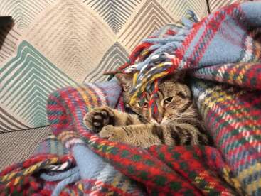 Un simpático gato atigrado está acurrucado bajo una manta a cuadros de colores en un sofá estampado; parece somnoliento y cómodo, con las patas estiradas de forma adorable.