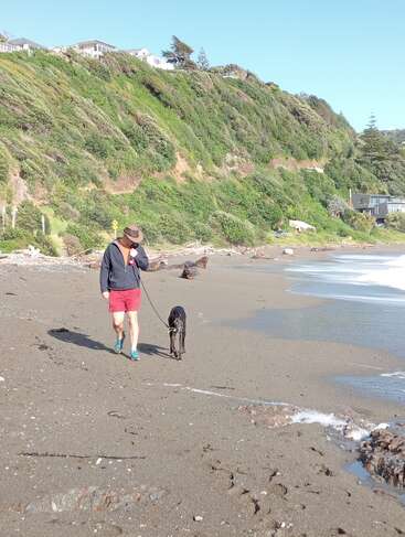 Una persona con sombrero, chaqueta y pantalones cortos rojos pasea a un perro negro por una playa de arena. Las colinas verdes, las casas y las olas completan esta tranquila escena.