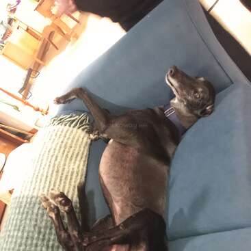 Un perro negro de aspecto tranquilo, con un collar azul, descansa cómodamente en un sofá azul, estirando las patas. Un ambiente acogedor con una iluminación suave y una manta cerca.