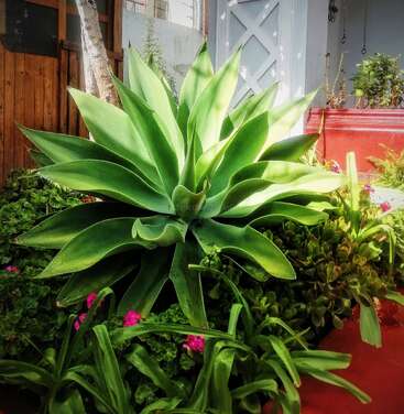 A large, vibrant green succulent with pointed leaves sits in a garden, surrounded by smaller plants and flowers. Sunlight brightens the lush, peaceful outdoor space.