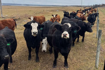 A herd of black and brown cows stands in a grassy field near a wire fence, under a cloudy sky, stretching into the distant horizon.