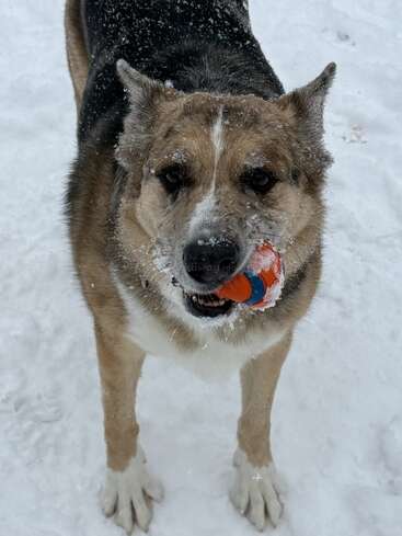 A large dog stands in the snow with a colorful ball in its mouth. Snow dusts its fur, and it looks eagerly toward the camera.