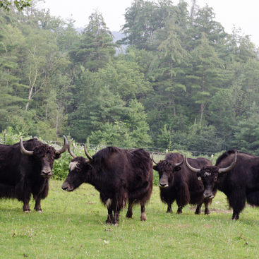 The image depicts a group of yaks standing in a grassy area, with some trees visible in the background. The yaks are positioned in a line, facing to the right.