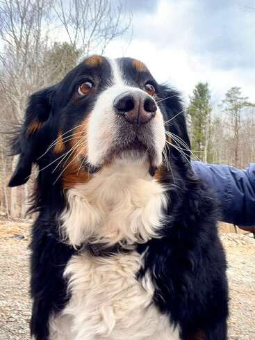 Um grande e fofo cão da raça Boiadeiro Bernês, com uma pelagem impressionante em tons de preto, branco e marrom, olha para cima ao ar livre, cercado por árvores sem folhas e um céu nublado.