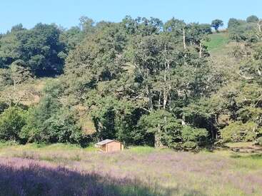 Eine kleine Holzhütte steht in einem sonnenbeschienenen Feld mit lila Blumen, umgeben von dichten grünen Bäumen und einem klaren blauen Himmel im Hintergrund. Friedliche Szene.