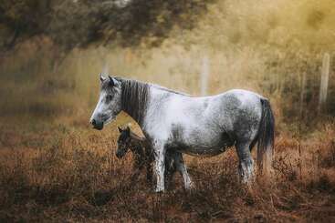 Ein weißes Pferd steht schützend neben seinem jungen Fohlen auf einer sonnenbeschienenen, grasbewachsenen Wiese, umgeben von Herbstfarben und einem weichen, goldenen Morgenlicht.