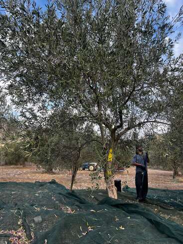 Una persona recoge aceitunas de un árbol utilizando una herramienta. En el suelo se extienden redes verdes para recoger las aceitunas caídas. Detrás se ve un tractor.