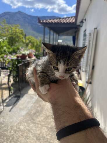 Un pequeño y adorable gatito de pelaje blanco y atigrado es sostenido suavemente al aire libre por una persona, con montañas y un jardín iluminado por el sol de fondo.