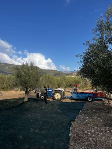 Dos personas trabajan bajo los olivos con un tractor y un remolque azules. El suelo está cubierto de redes, montañas y cielo azul al fondo.