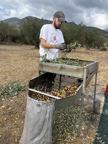 Un hombre con guantes y gorro selecciona aceitunas de las ramas con un tamiz metálico al aire libre, con olivos y montañas visibles al fondo. Cielo nublado.
