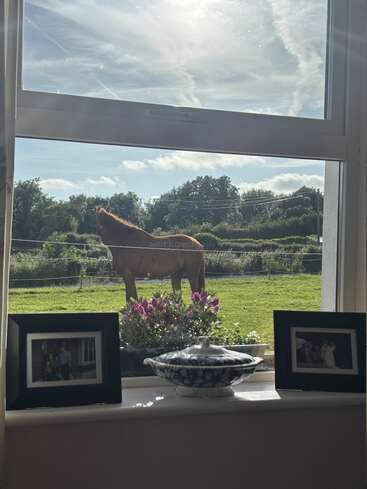 La lumière du soleil pénètre par une fenêtre ouverte, encadrant un cheval qui paît dehors. Le rebord de la fenêtre est orné d'un plat fleuri, de fleurs roses et de deux photos de famille encadrées. Une scène paisible.