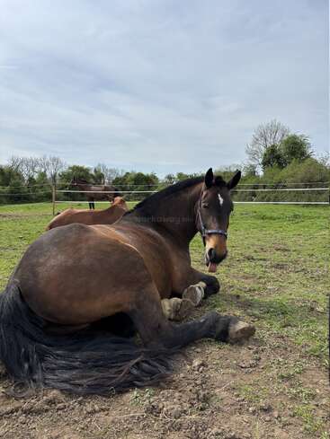 Un cheval brun est couché sur l'herbe verte, la langue pendante. Un autre cheval se tient derrière une clôture dans un cadre rural paisible, en plein air.