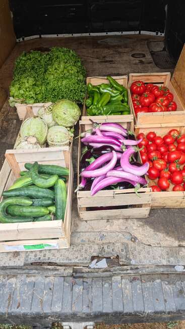 Verduras frescas en cajas de madera: lechugas, coles, pepinos, pimientos verdes, berenjenas moradas y tomates rojos maduros, cuidadosamente dispuestos en la parte trasera de una furgoneta.