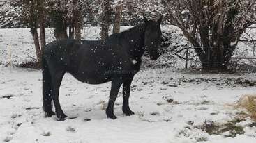 Un caballo negro se encuentra tranquilamente en un campo nevado mientras caen grandes copos de nieve. Los árboles desnudos y una valla de alambre forman el telón de fondo, creando una tranquila escena invernal.