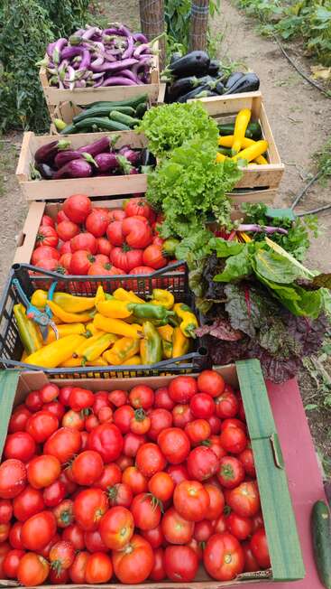 Esta imagen muestra una colorida cosecha de verduras frescas, entre las que se incluyen tomates, berenjenas, pimientos amarillos, pepinos, lechuga y verduras de hoja, dispuestas en cajas de madera.