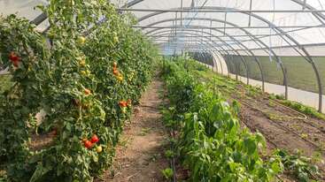 La imagen muestra un invernadero con hileras de plantas de tomate de un verde intenso, algunas de las cuales lucen tomates rojos maduros, y otras hortalizas que crecen en un entorno ordenado y bien cuidado.