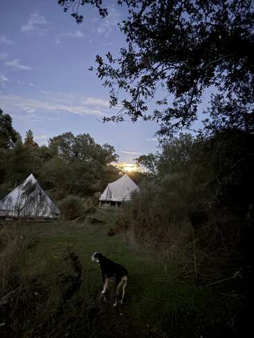 At sunset, a black and white dog stands on a grassy path near two white canvas tents, surrounded by trees and under a partly cloudy sky.