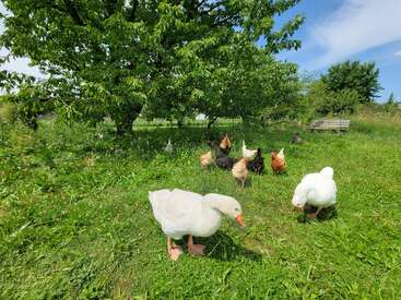 La imagen representa una serena escena de gansos y gallinas pastando en un frondoso campo de hierba, rodeados de árboles y un banco bajo un cielo azul.