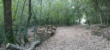 A serene forest path covered in fallen leaves, lined with tall trees. Cut logs sit along one side, while sunlight gently filters through the dense greenery.
