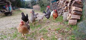 Un grupo de gallinas y un gallo caminan sobre un terreno cubierto de hierba junto a una pila de leña cuidadosamente apilada en un entorno rústico, al aire libre, con árboles al fondo.