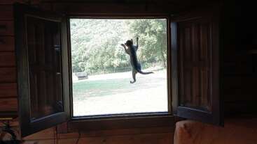 Eine Katze ist mitten im Sprung eingefangen und scheint vor einem offenen Fenster zu schweben. Sonnenlicht fällt herein und hebt das Grün und die Bäume hinter dem gemütlichen Holzinterieur hervor.