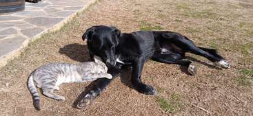 Ein schwarzer Hund und eine graue getigerte Katze liegen im Sonnenschein auf trockenem Gras. Die Katze kuschelt sich liebevoll an das Vorderbein des Hundes.
