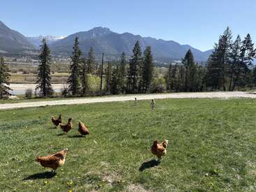 Six chickens roam a sunny grassy field. Two children walk toward the dirt road. Tall pine trees and majestic mountains frame the beautiful, peaceful scene.