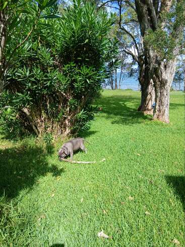 A small dog with grey fur is sniffing a stick on bright green grass, surrounded by bushes, trees, and a lake in the background.