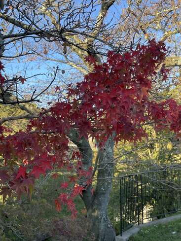 Unas brillantes hojas rojas adornan una rama de árbol en primer plano, con ramas desnudas, un cielo azul y una barandilla negra en el fondo iluminado por el sol.